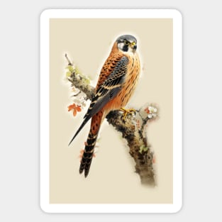 American Kestrel - Raptor Magnet